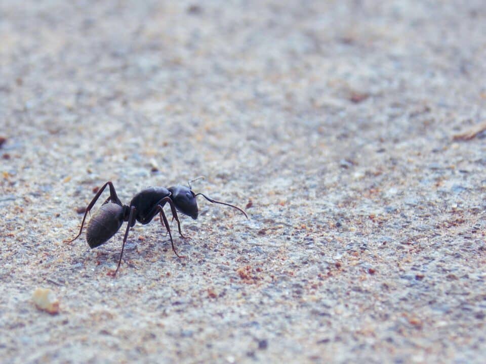 découvrez tout ce qu'il faut savoir sur les fourmis et leur comportement : types d'espèces, habitat, alimentation, et bien plus encore.