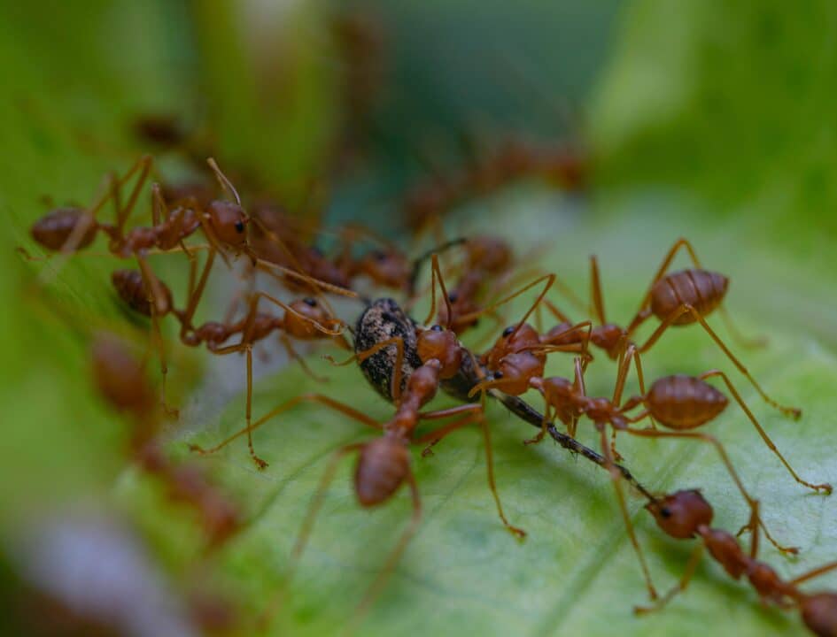 découvrez tout ce qu'il faut savoir sur les fourmis : caractéristiques, comportement, habitat et bien plus encore.